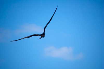 Un oiseau qui vole en toute liberté dans une réserve naturelle